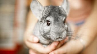 The Chinchilla