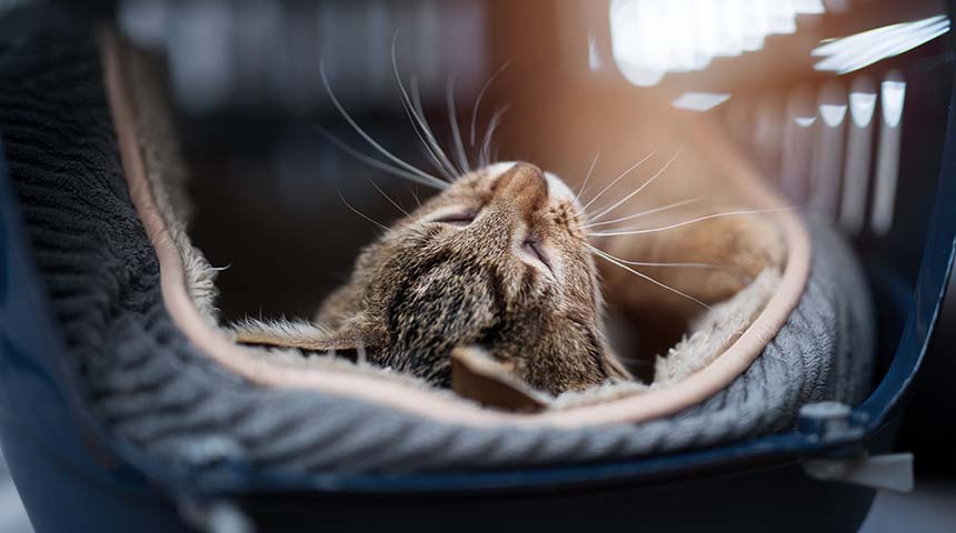 Voyager avec son chat en toute tranquillité