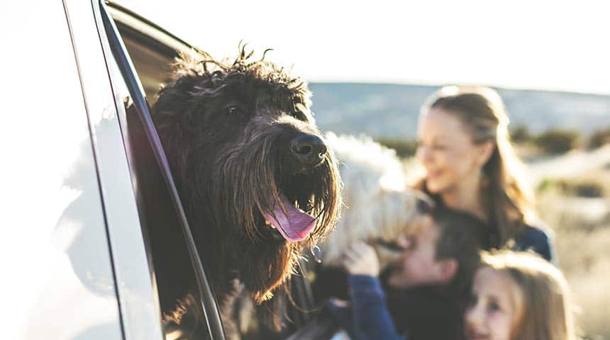 Voyager avec son chien en toute tranquillité