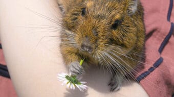 The Common Degu or Degu Octodon