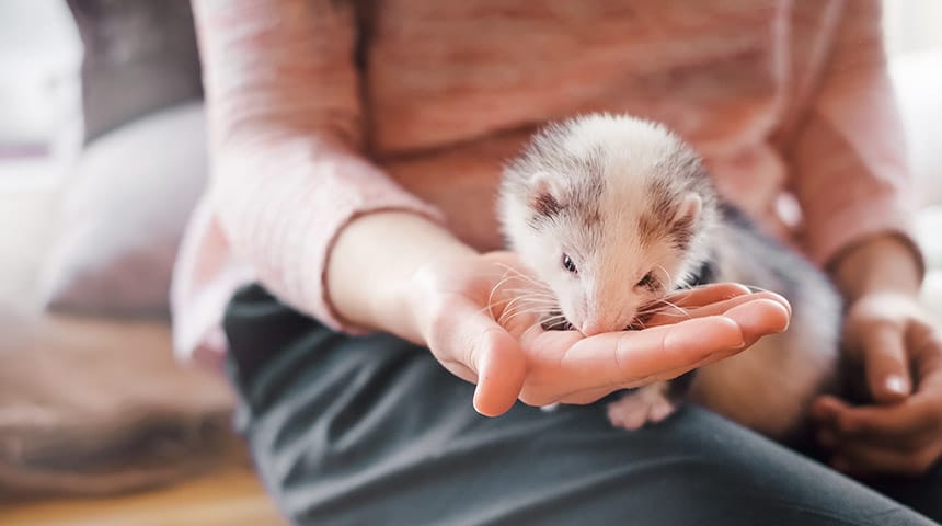 Le furet : qui est-il ? Comment prendre soin de son furet domestique ?