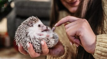 The Hedgehog