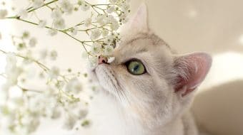 Gardens or Flower Bouquets: How to Recognize Toxic Plants for Cats and Dogs