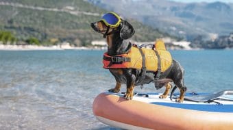 La sécurité nautique et vos animaux de compagnie