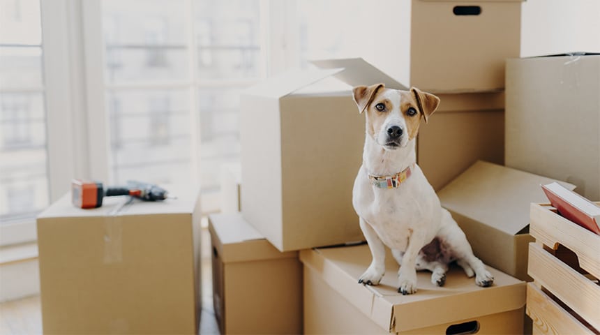 Conseils pour favoriser un déménagement paisible pour votre chien