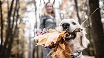 Trois activités à faire avec son chien cet automne