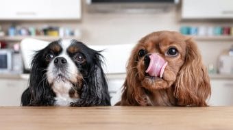 Les aliments communs qui sont toxiques pour vos chats et vos chiens