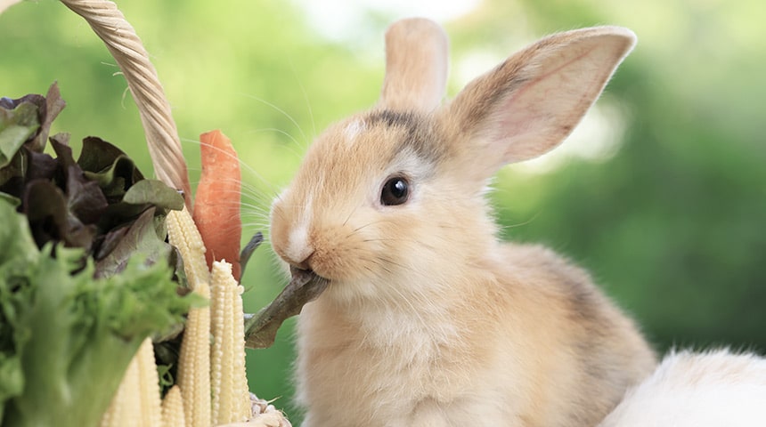 L'impact des légumes dans l'alimentation de votre lapin - Vet et Nous