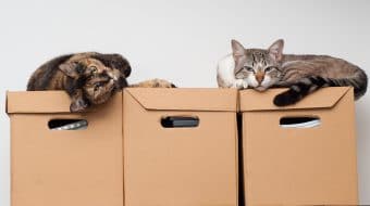 Conseils pour favoriser un déménagement paisible pour votre chat