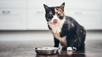 Encourager son chat à boire de l’eau