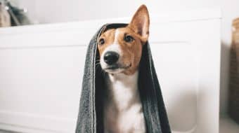 Four Tips to Wash Your Dog at Home