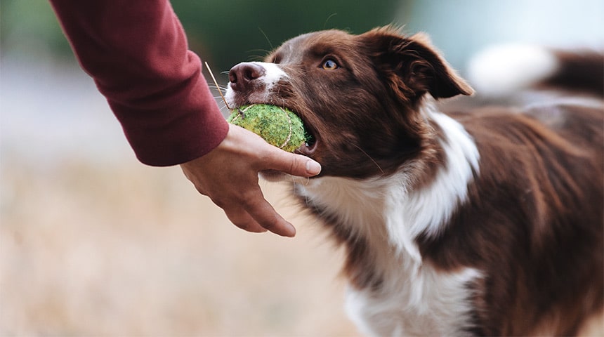 Pourquoi est-il important de suivre un cours d’obéissance avec son chien ?