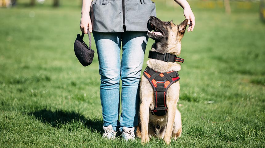 Canine Behaviour: Why is it Necessary to Follow a Class with your Puppy?
