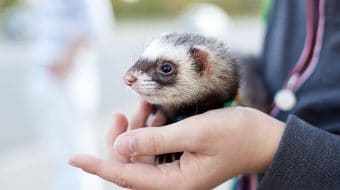 Vaccination chez le furet