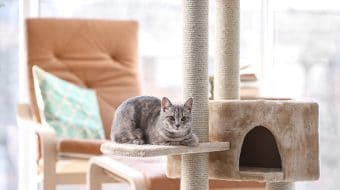 What is a Scratching Post and What is Its Use?