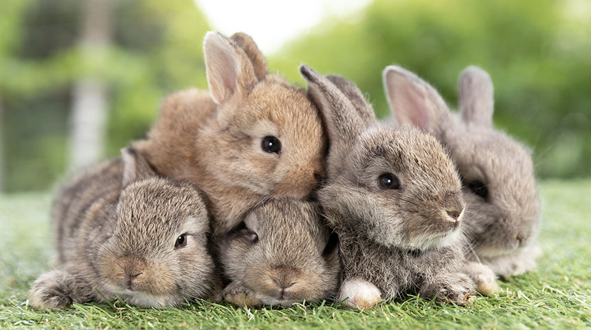 Rabbit Kittens