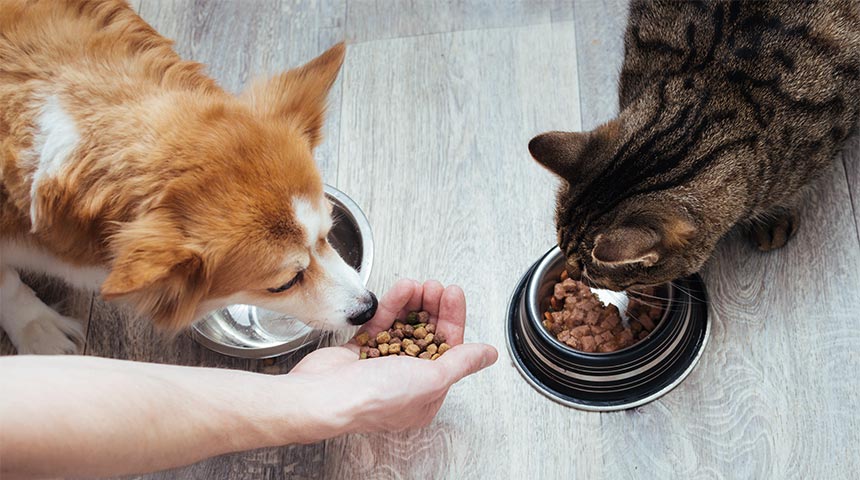 Why Buy Your Pet Food in a Veterinary Boutique Rather Than in a Pet Store?