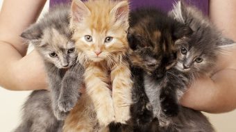 Stérilisation des chats : est-ce nécessaire ?