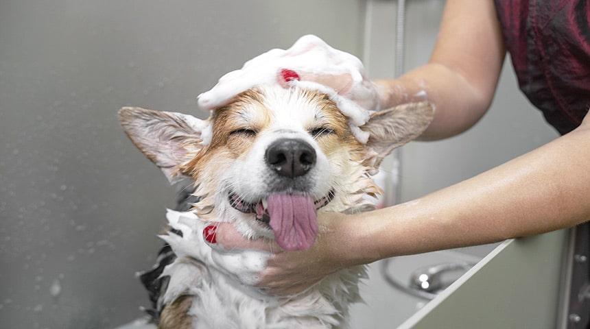 Why Choose Professional Grooming From Your Pet’s Veterinary Clinic?