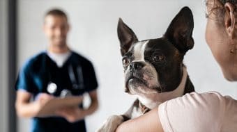 Eight Reasons To Vaccinate Your Pet