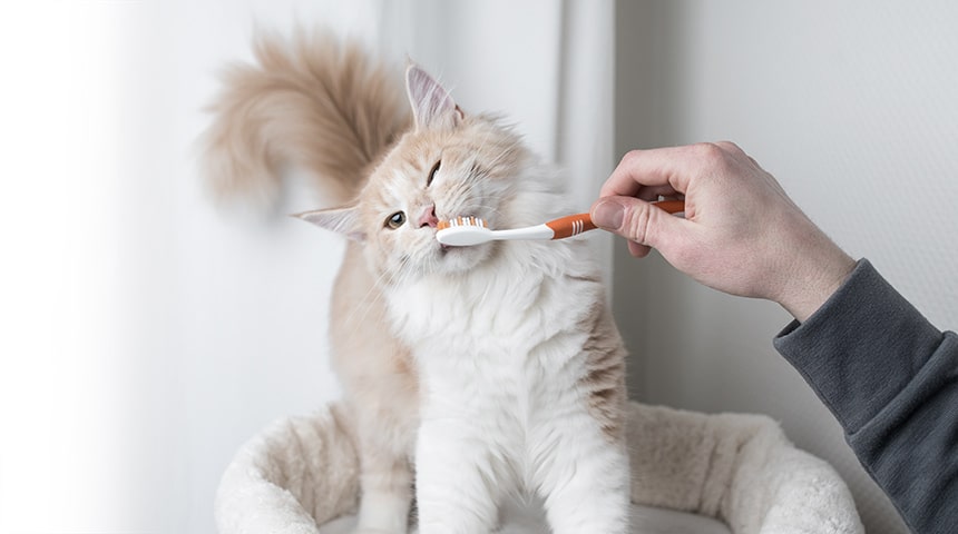 Quatre étapes pour habituer son chat à se faire brosser les dents