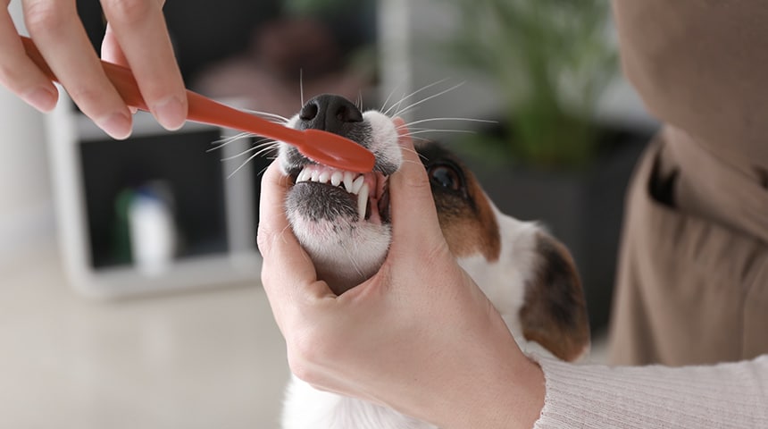 Quatre étapes pour habituer son chien à se faire brosser les dents