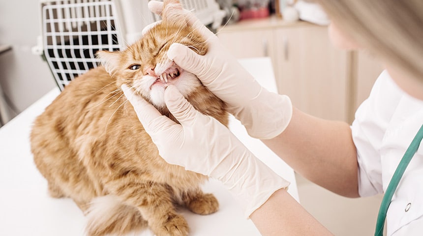 Teeth Scaling for Your Cats: More Than a Simple Cleanup