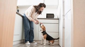 Choisir la bonne nourriture pour votre chien