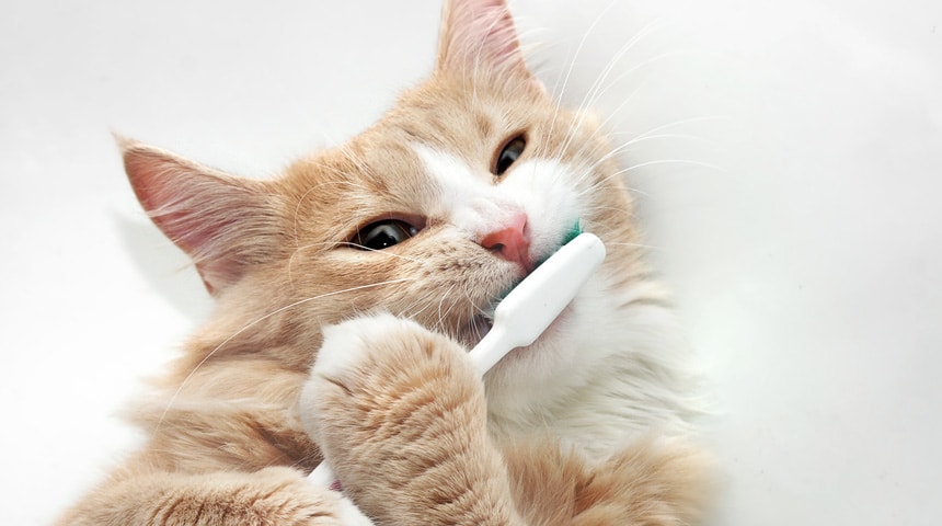 Dental Care for Cats