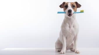 Soins dentaires pour chiens