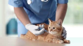 Vaccination chez le chat