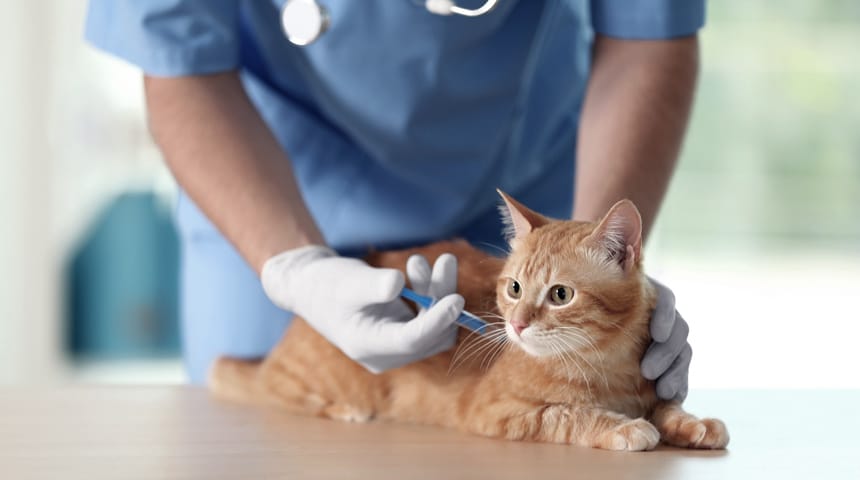 Vaccination chez le chat