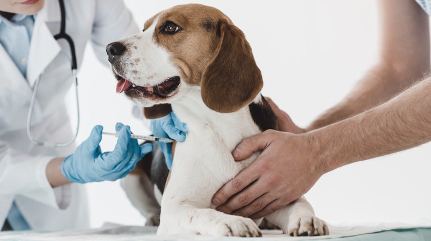 Vaccination chez le chien