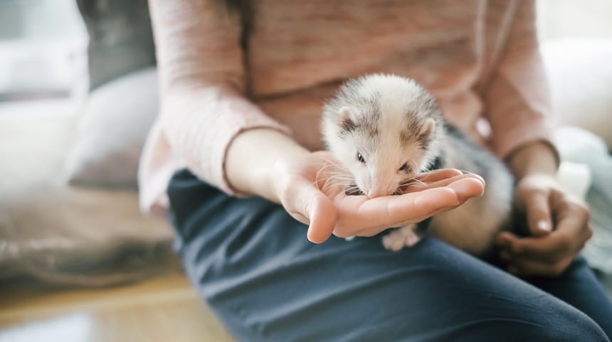 La grippe du furet