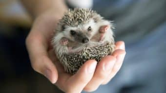 Hedgehogs