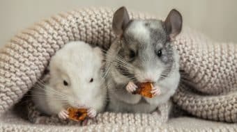 Nutrition for Chinchillas and Degus