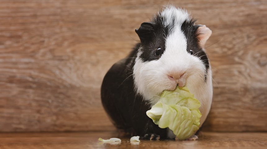 Quelle alimentation pour les cochons d'inde?