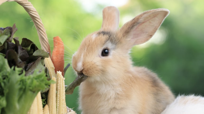 Rabbit Nutrition