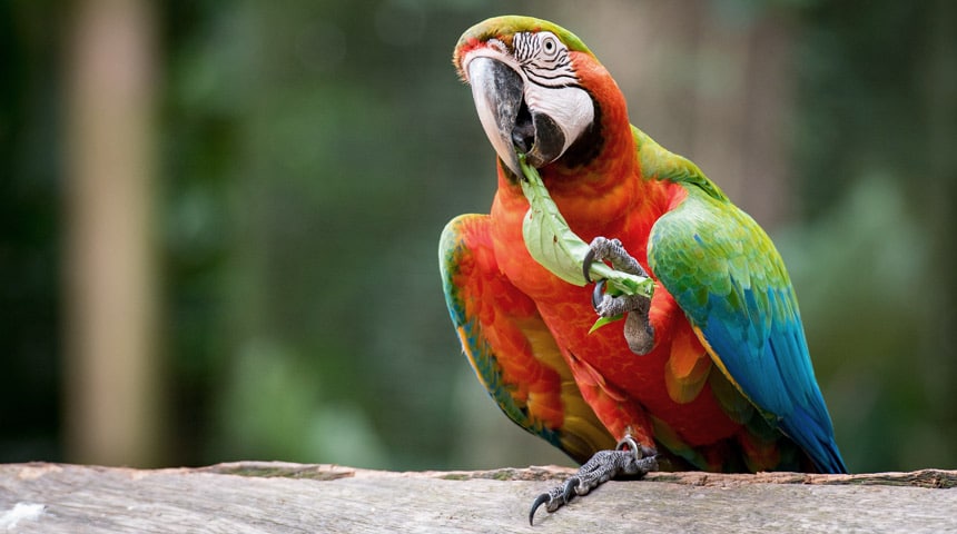 Nutrition for Parrots