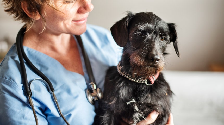 What is a Veterinarian Specialist?