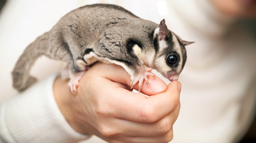 Nutrition for Sugar Gliders