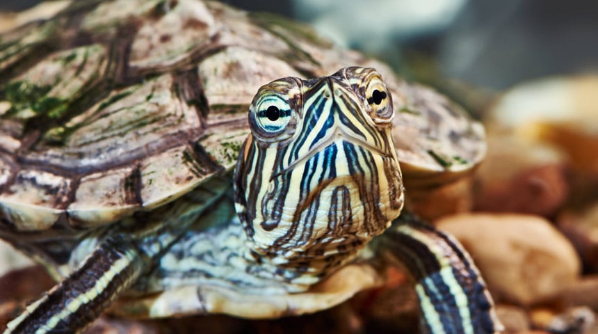 La nutrition des tortues aquatiques