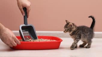 Changements comportementaux pour aider les chats qui urinent de façon inappropriée