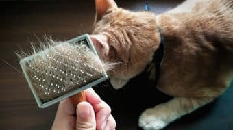 Cat Hair Loss and Dandruff