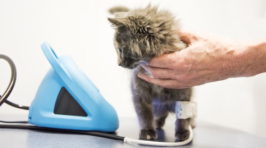 Hypertension in Cats