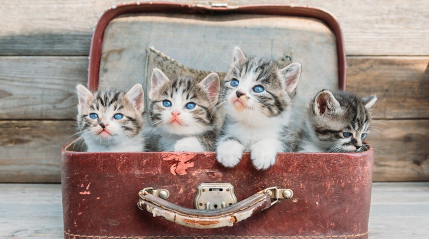 How to Prepare for the Arrival of a Litter of Kittens