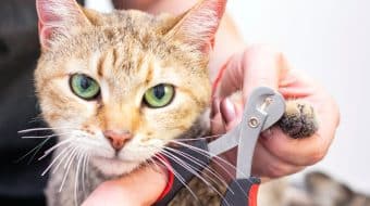 Comment préparer son chat pour une coupe de griffes moins stressante ?
