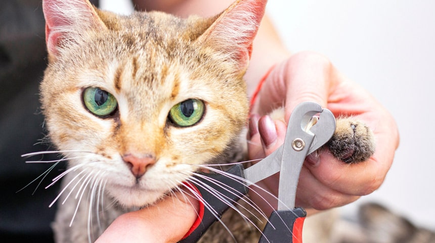 Comment préparer son chat pour une coupe de griffes moins stressante ?