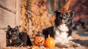 La sécurité à l’Halloween, ce n’est pas sorcier!