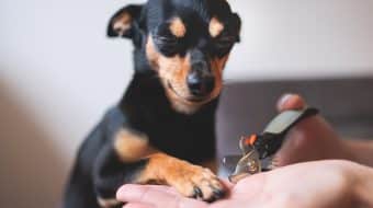 Preparing Your Dog for a Less Stressful Nail Clipping